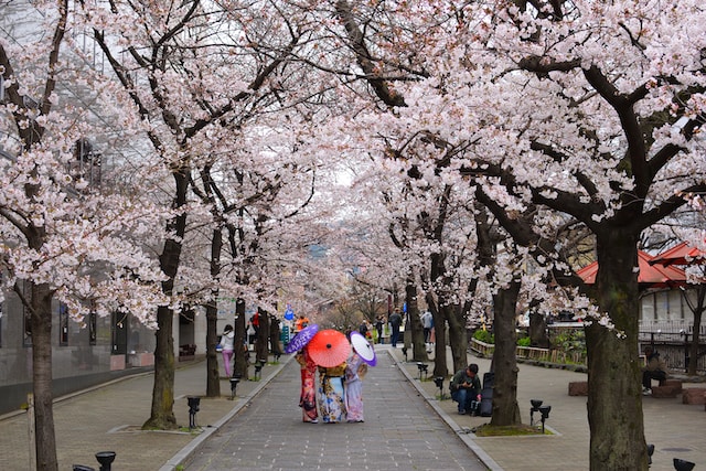 Women wearing traditional kimonos and carrying colorful umbrellas walking on a lane lined with blooming sakura 