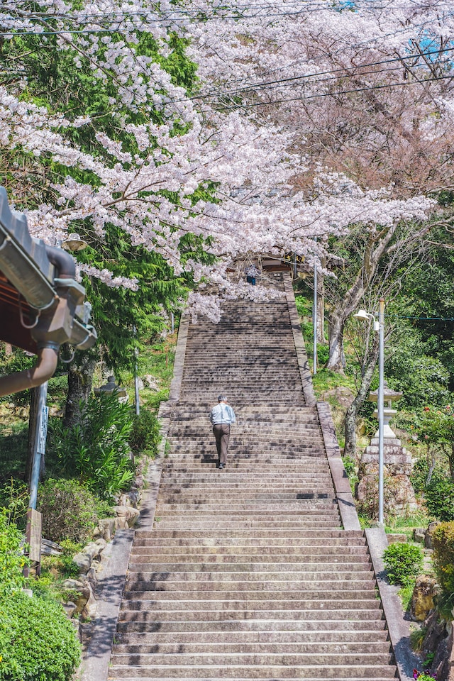 Man climbing up a flight of stairs lined with blooming cherry blossom trees on the sides