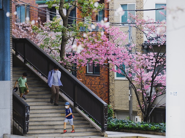 Father and two young sons walking down a flight of stairs with blooming cherry blossoms in the side